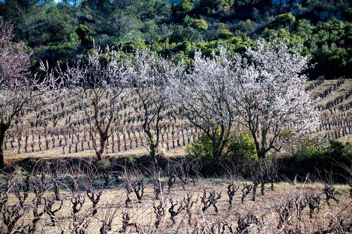 amandiers en fleurs