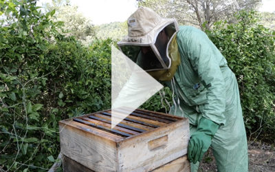 Les abeilles au coeur des vignes