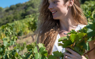 Article Terre de Vins