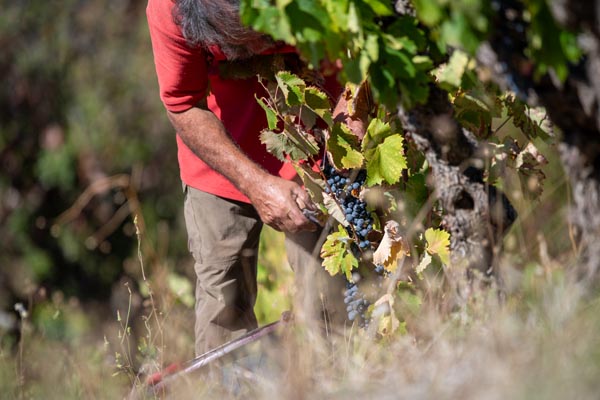 vendanges 2023 languedoc