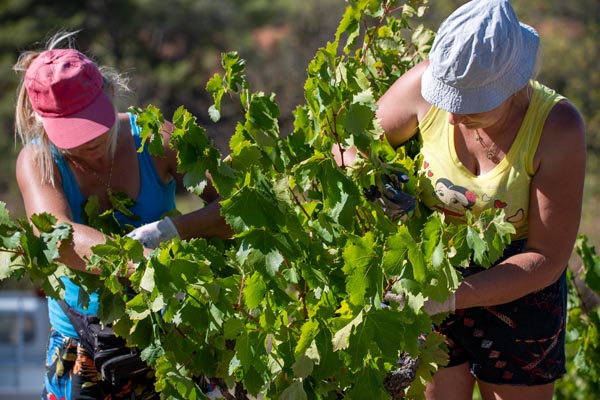 vendanges 2023 languedoc