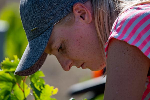 vendanges 2023 languedoc