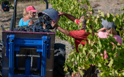 Espoir et Aventure -Vendanges 2023