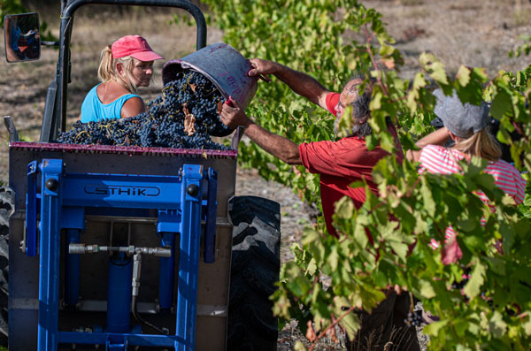 vendanges 2023 languedoc