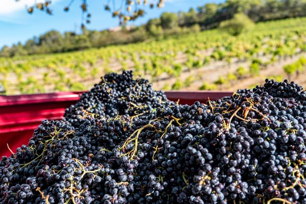 vendanges 2023 languedoc