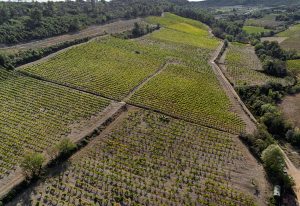 vendanges 2023 languedoc