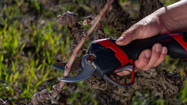 terres-falmet-taille-vigne-languedoc