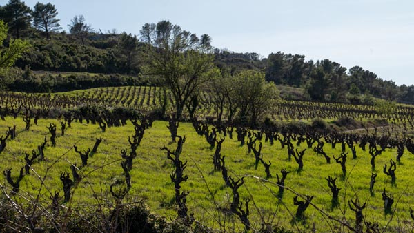 terresfalmet-taille-vigne-languedoc