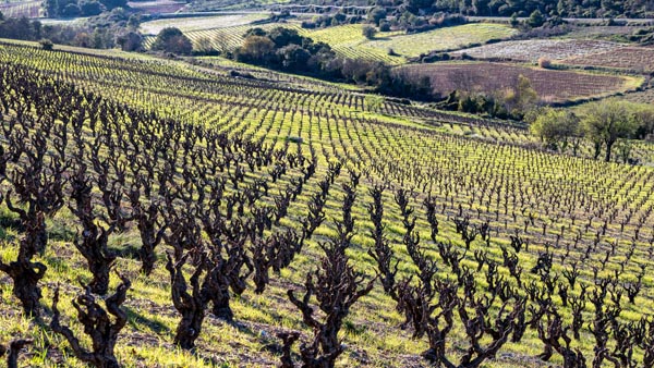 terresfalmet-taille-vigne-languedoc