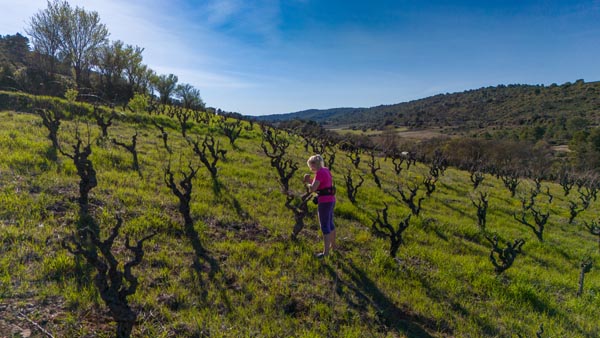 terresfalmet-taille-vigne-languedoc