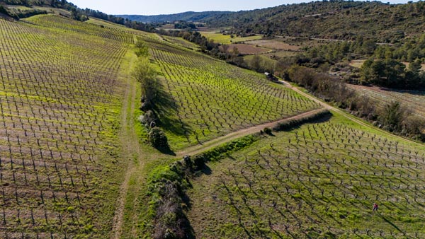 terresfalmet taille vigne languedoc vue drone