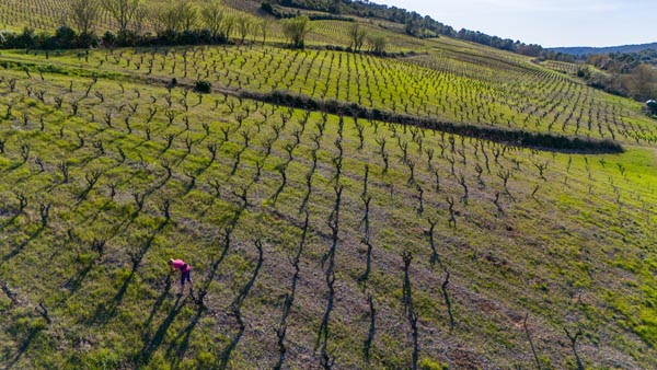 terresfalmet taille vigne languedoc