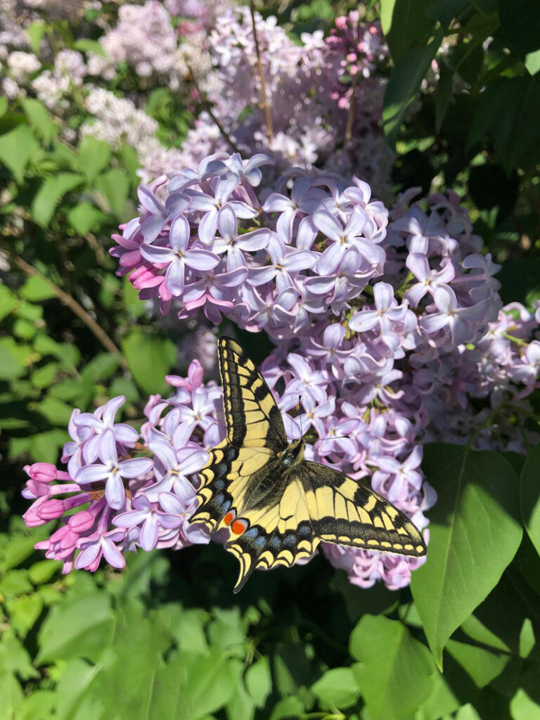 papillon vignoble languedoc printemps