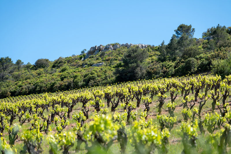 vignoble languedoc printemps