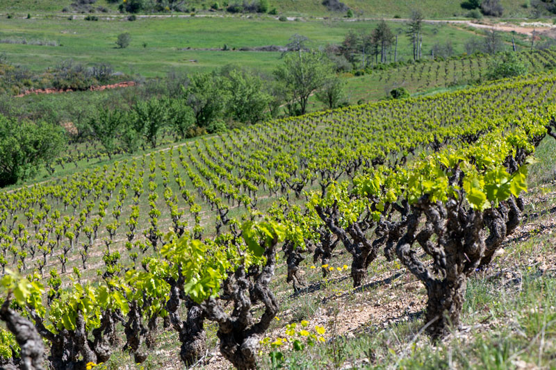 De Sibylline à Aramon