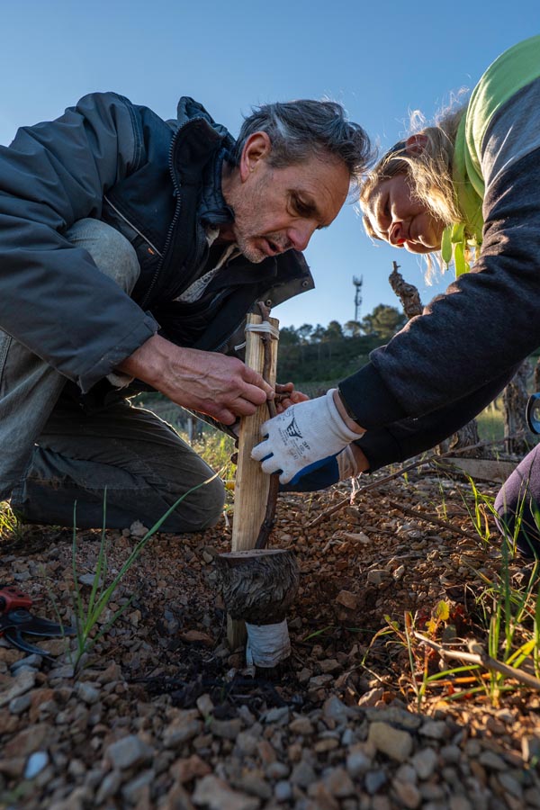 P1312847falmet greffage