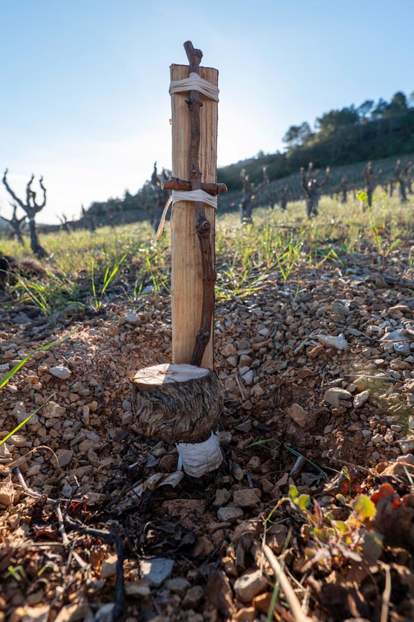 P1312853falmet greffage