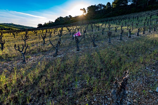 P1312861falmet greffage