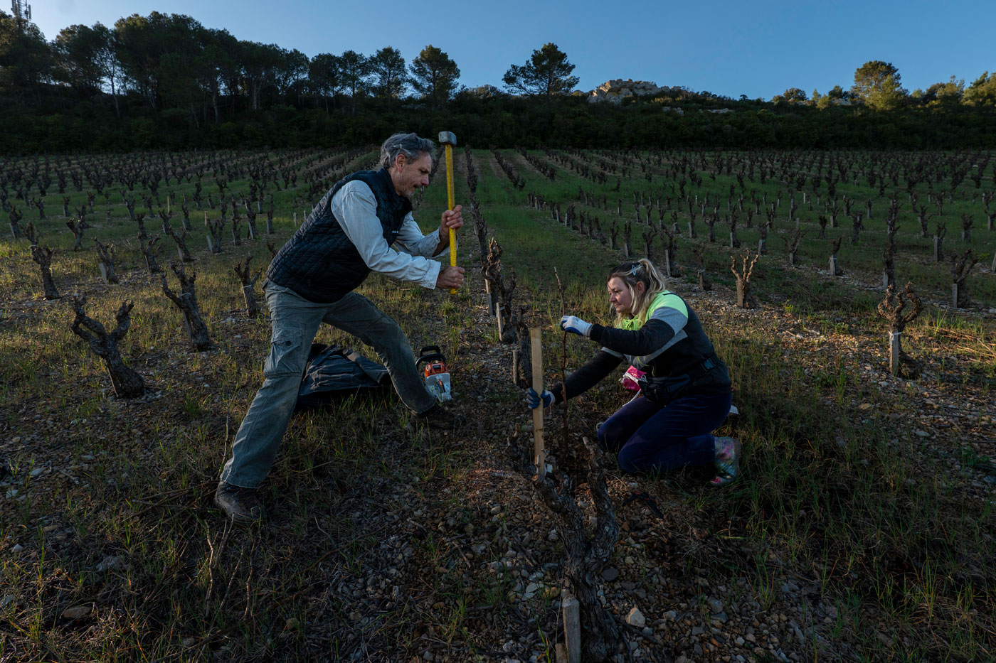 P1312881falmet greffage pied vigne