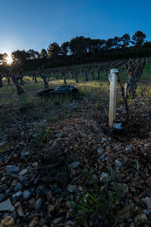 P1312903falmet greffage