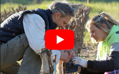 Vigneron saint chinian aop languedoc occitanie vin rouge hve, sans pesticide 1 Travail de Printemps dans la vigne